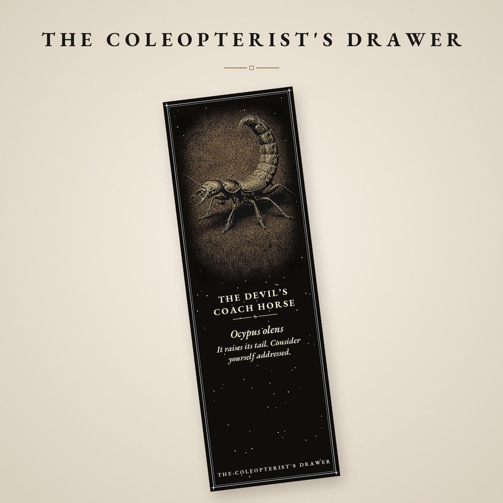 The Coleopterist's Drawer Bookmark | Gold On Black | Dark Academia Entomology | Magnetic Page Marker | Hand-Finished