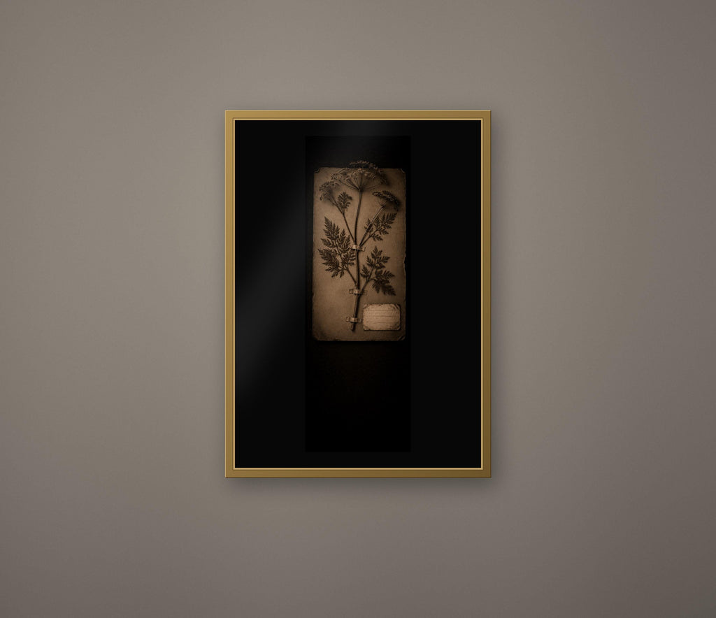 Black Herbarium Prints, Poisoner's Cabinet | Dark Academia Gothic Art | Antique Botanical | Digital Download