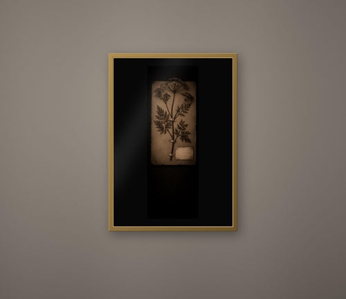 Black Herbarium Prints, Poisoner's Cabinet | Dark Academia Gothic Art | Antique Botanical | Digital Download
