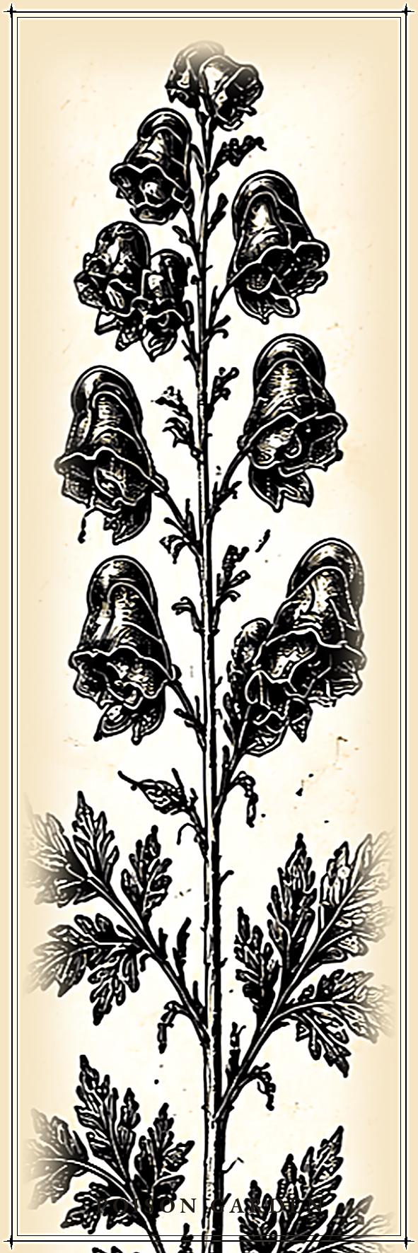 The Poison Garden Botanical Bookmark | Dark Academia Witchy | Printable Digital Download | Gothic Plant Illustration | Book Lover Gift