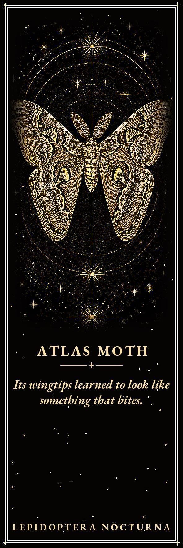 Lepidoptera Nocturna Bookmark, Victorian Moth Specimens | Gold Linework | Dark Academia Page Marker | Magnetic Option