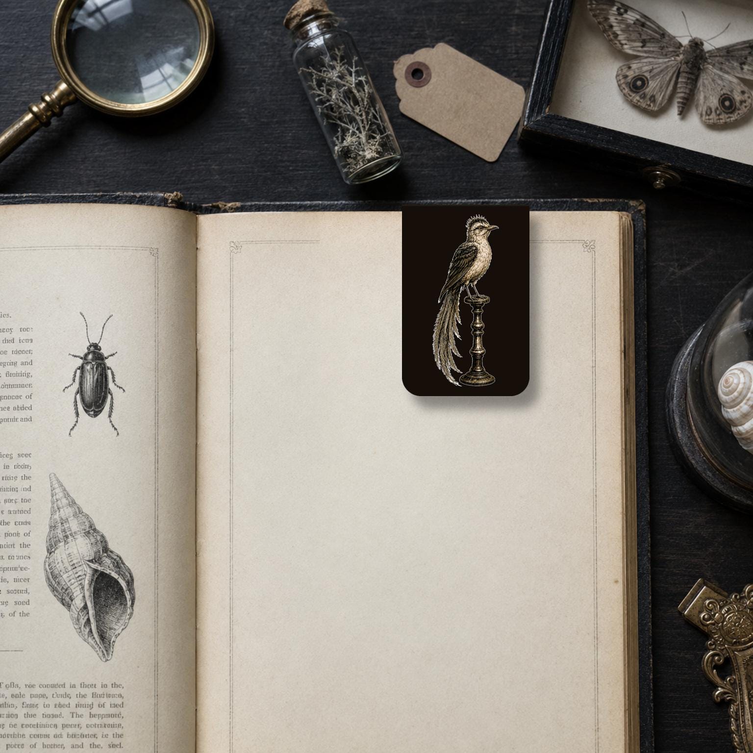 Unclassified Specimens Bookmark | Dark Academia Set of 5 | Standard or Magnetic | Gothic Cabinet of Curiosities