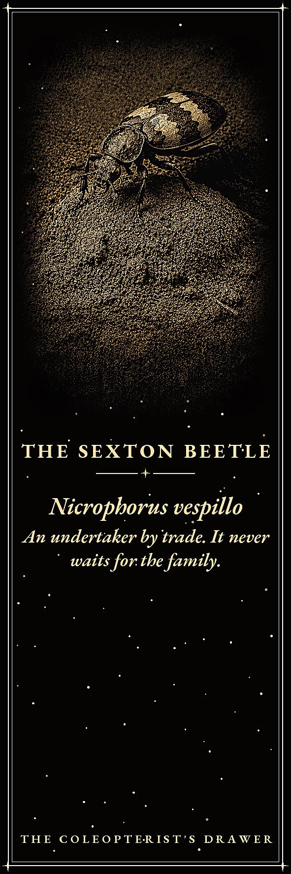 The Coleopterist's Drawer Bookmark | Dark Academia Beetle Entomology Bookmark | Standard or Magnetic Page Marker