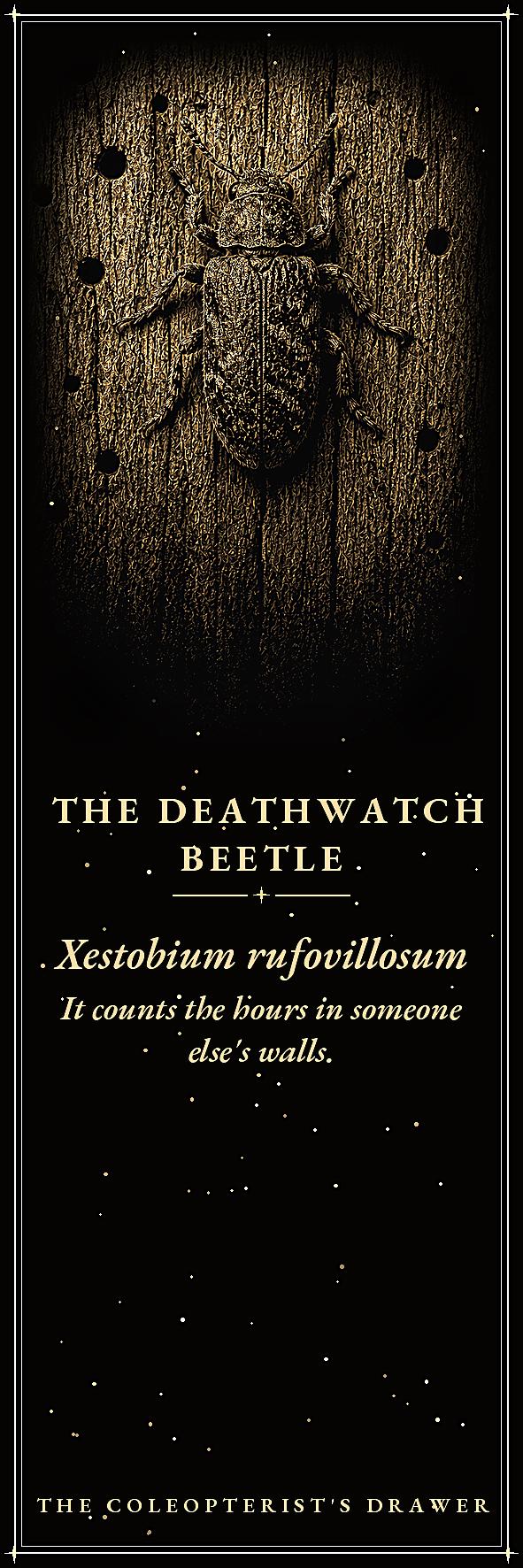 The Coleopterist's Drawer: Dark Academia Beetle Bookmarks | Gothic Printable | Digital Download, Occult Stationery
