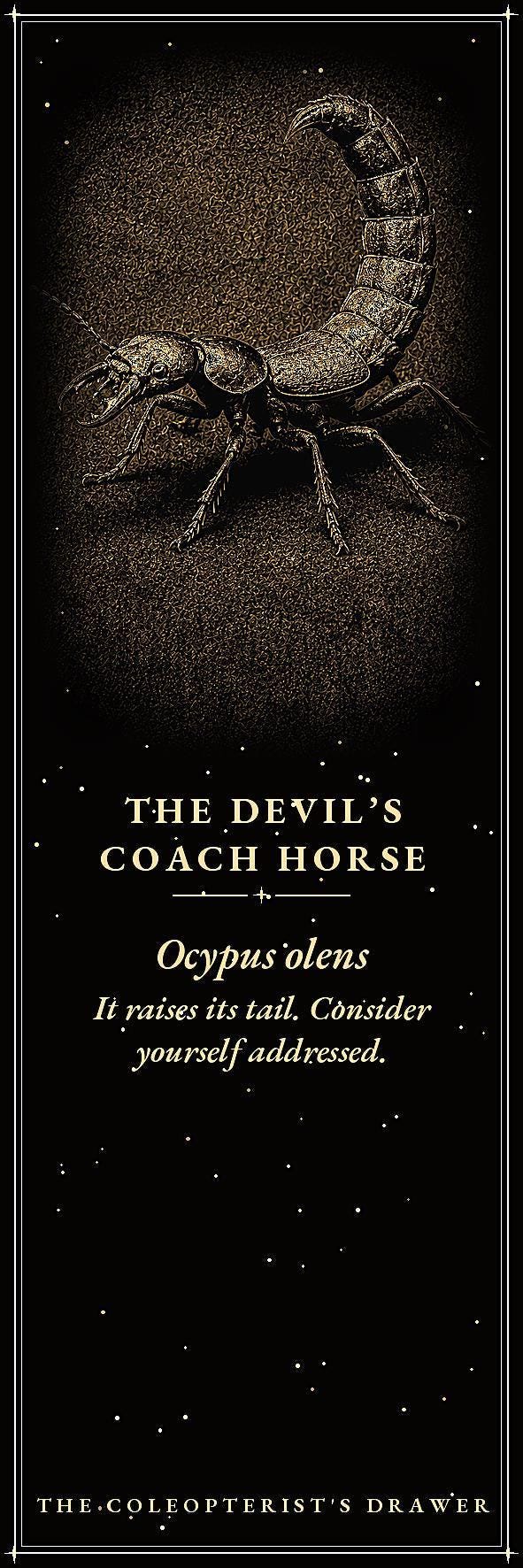 The Coleopterist's Drawer Bookmark | Gold On Black | Dark Academia Entomology | Magnetic Page Marker | Hand-Finished