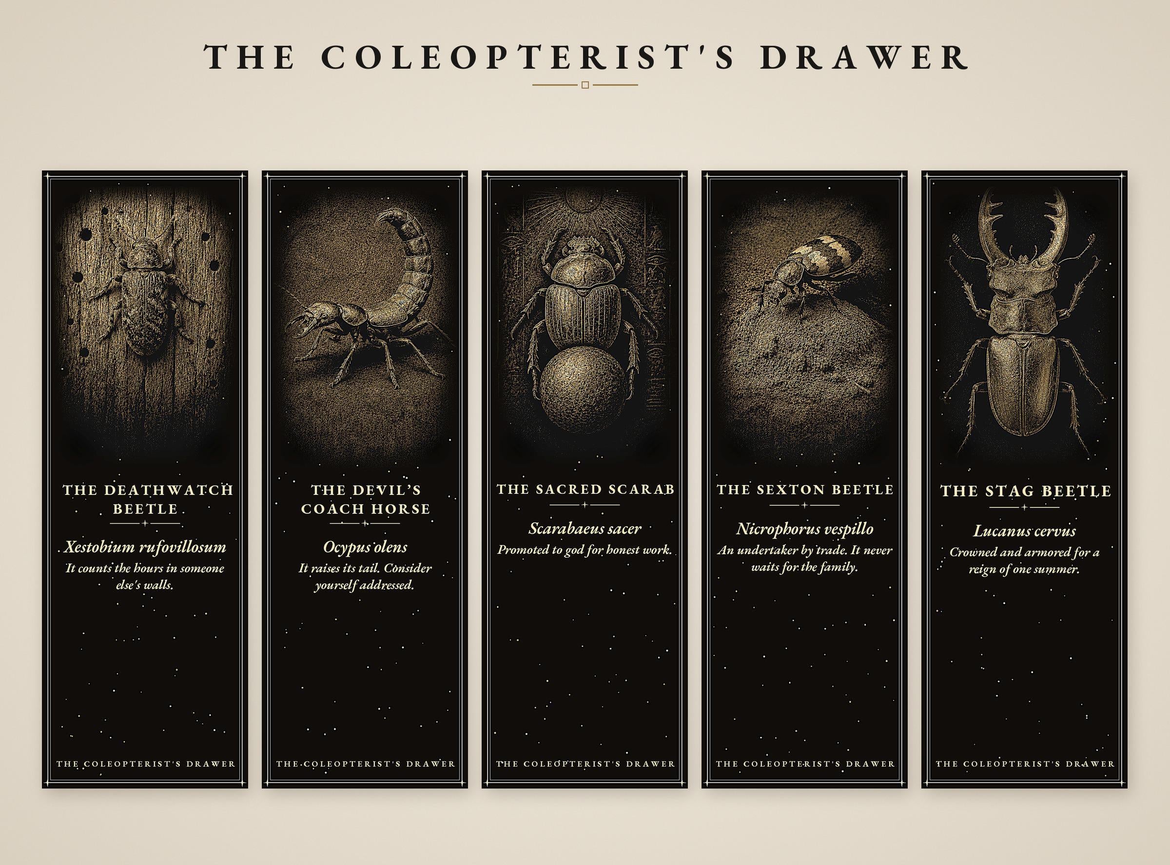 The Coleopterist's Drawer Bookmark | Gold On Black | Dark Academia Entomology | Magnetic Page Marker | Hand-Finished