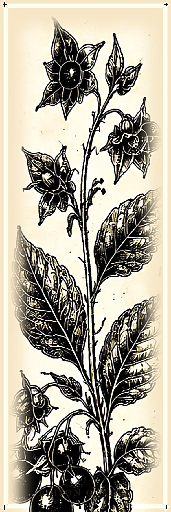 The Poison Garden Botanical Bookmark | Dark Academia Witchy | Printable Digital Download | Gothic Plant Illustration | Book Lover Gift
