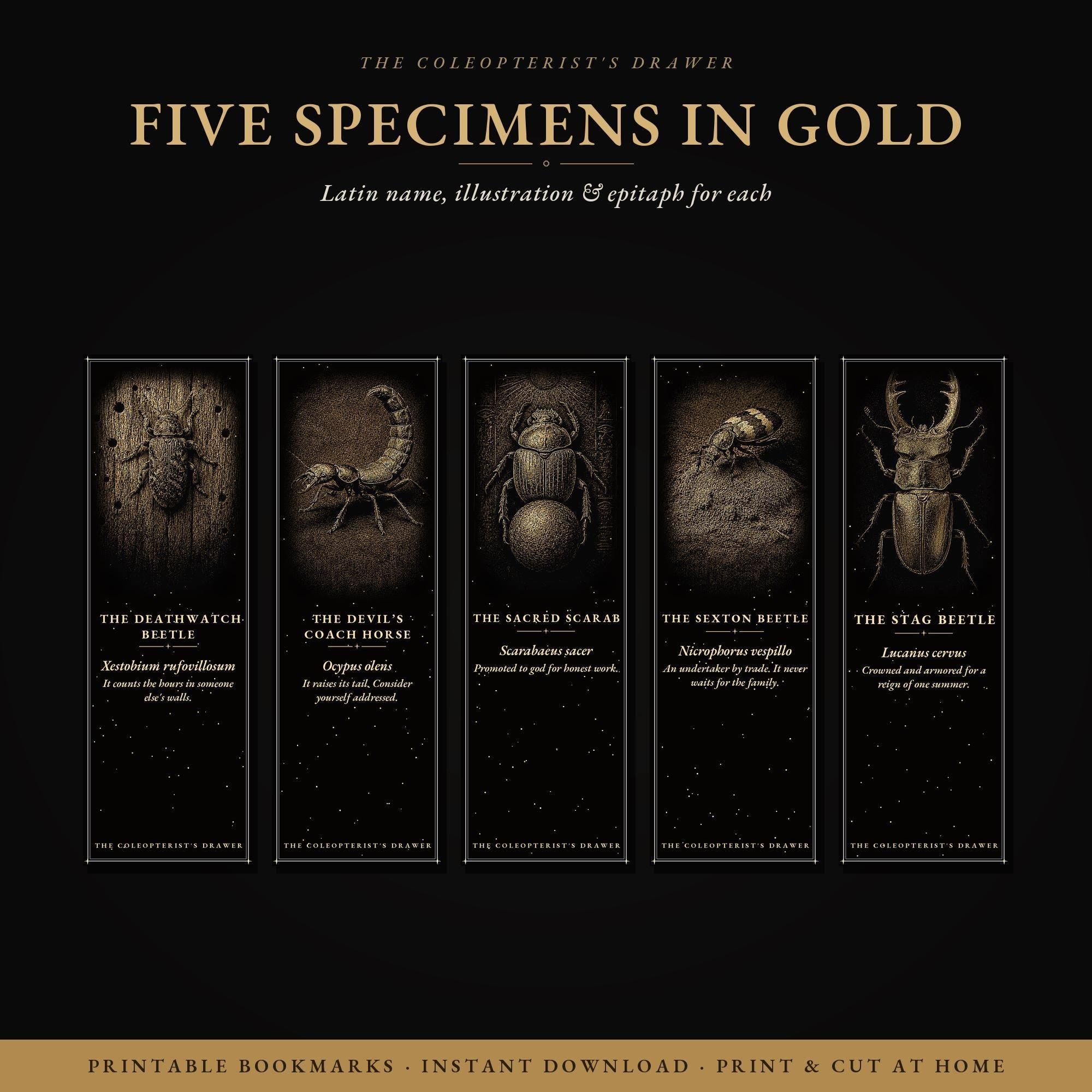 The Coleopterist's Drawer Bookmark | Gold On Black | Dark Academia Entomology | Magnetic Page Marker | Hand-Finished
