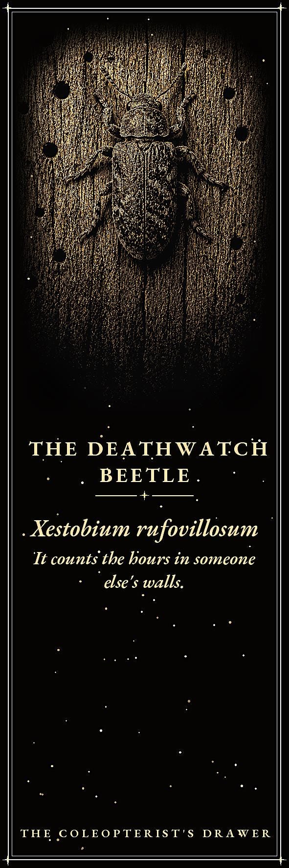 The Coleopterist's Drawer Bookmark | Dark Academia Beetle Entomology Bookmark | Standard or Magnetic Page Marker