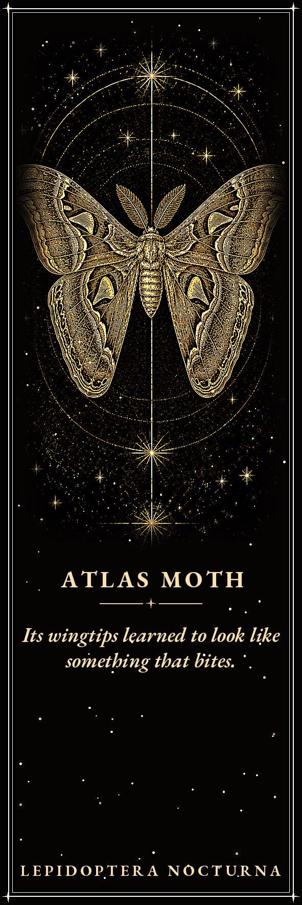 Lepidoptera Nocturna Bookmark | Dark Academia Moth Specimen Bookmark | Standard or Magnetic Page Marker