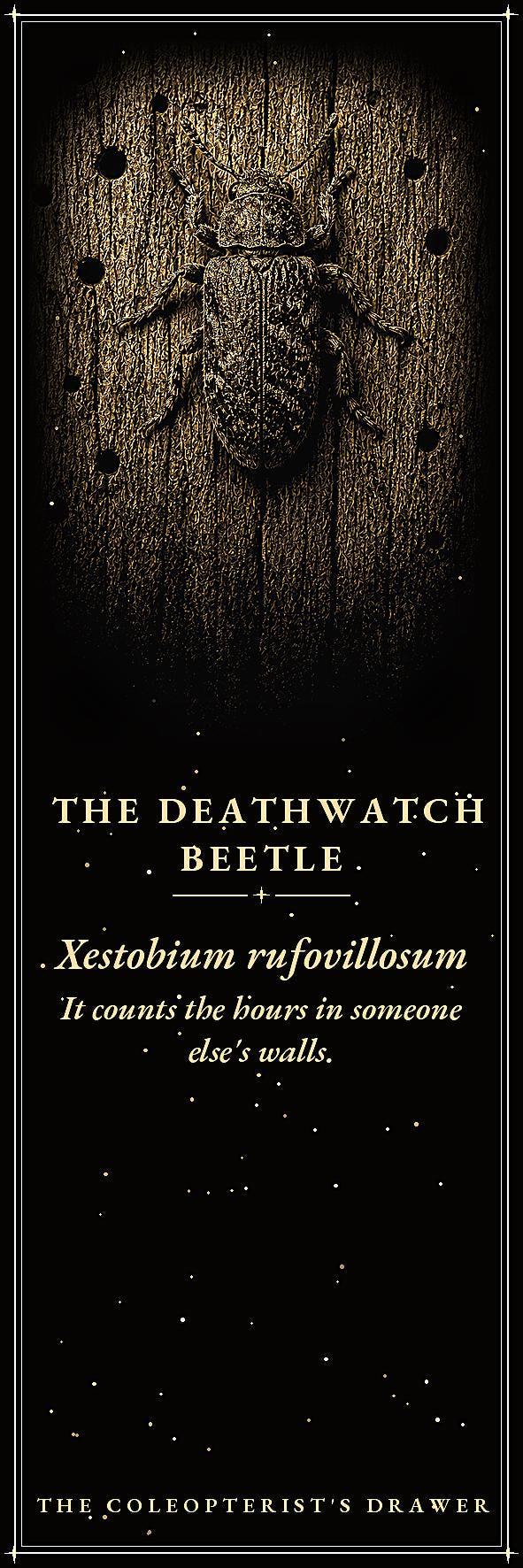 The Coleopterist's Drawer Bookmark | Gold On Black | Dark Academia Entomology | Magnetic Page Marker | Hand-Finished