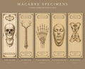 Macabre Specimens Printable Bookmark Set | Gothic Memento Mori Specimen | Instant Digital Download | Book Lover Gift