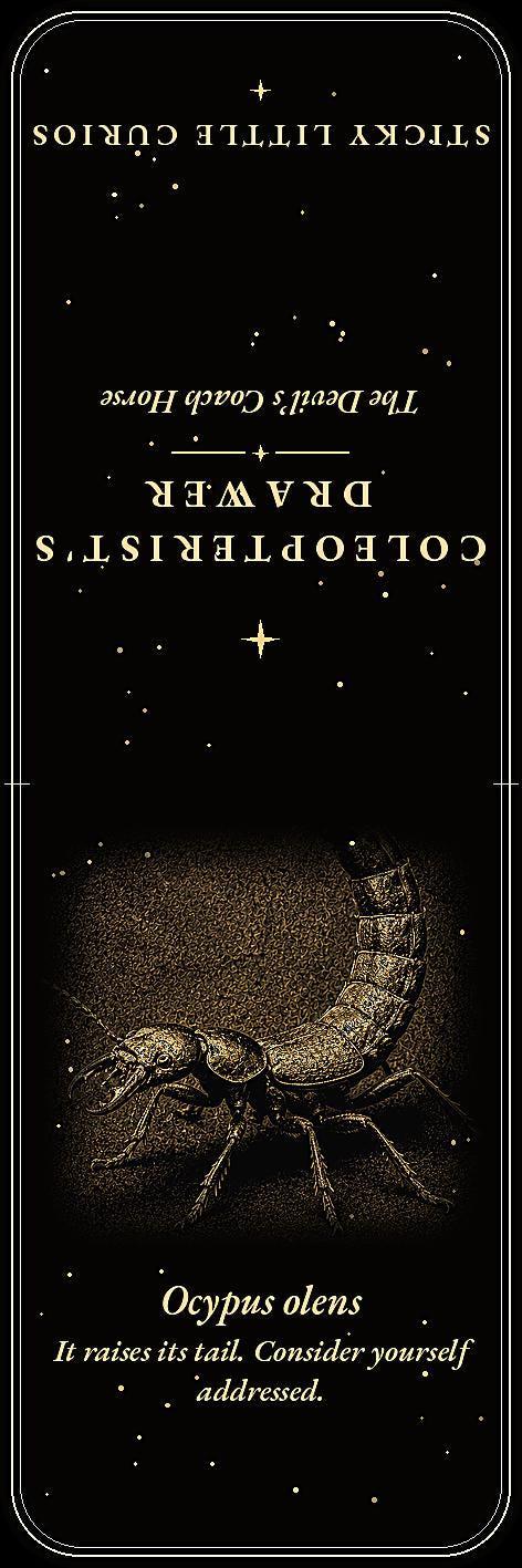 The Coleopterist's Drawer Bookmark | Gold On Black | Dark Academia Entomology | Magnetic Page Marker | Hand-Finished