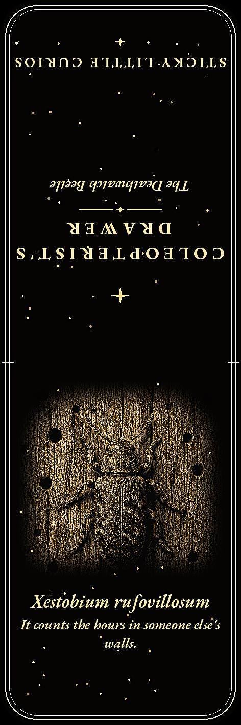 The Coleopterist's Drawer Bookmark | Gold On Black | Dark Academia Entomology | Magnetic Page Marker | Hand-Finished