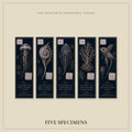 Marine Wonders Bookmark | Dark Academia Set of 5 | Standard or Magnetic | Gothic Cabinet of Curiosities