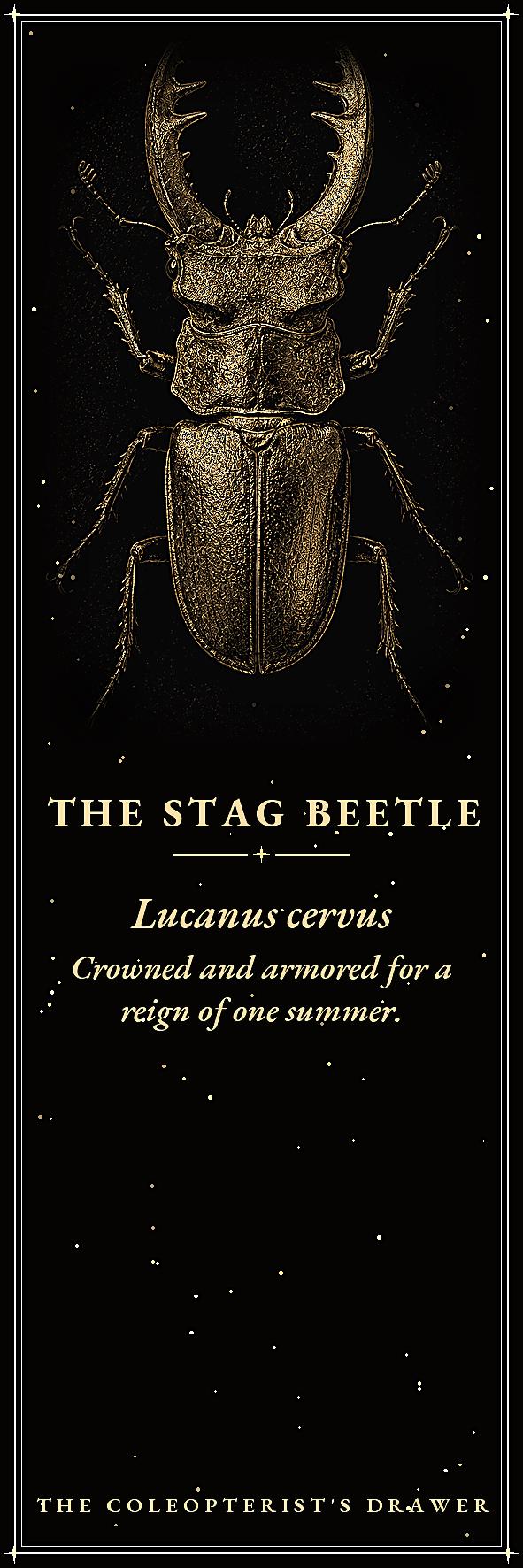The Coleopterist's Drawer Printable Bookmarks | Dark Academia Gothic Bookmark Set | Beetle Digital Download