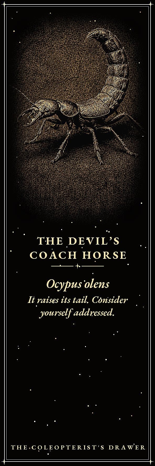 The Coleopterist's Drawer: Dark Academia Beetle Bookmarks | Gothic Printable | Digital Download, Occult Stationery