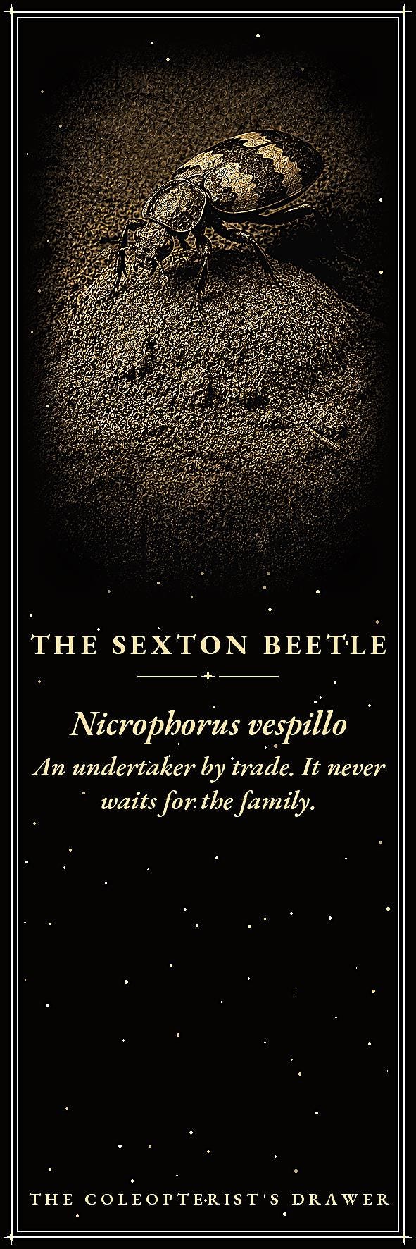 The Coleopterist's Drawer: Dark Academia Beetle Bookmarks | Gothic Printable | Digital Download, Occult Stationery