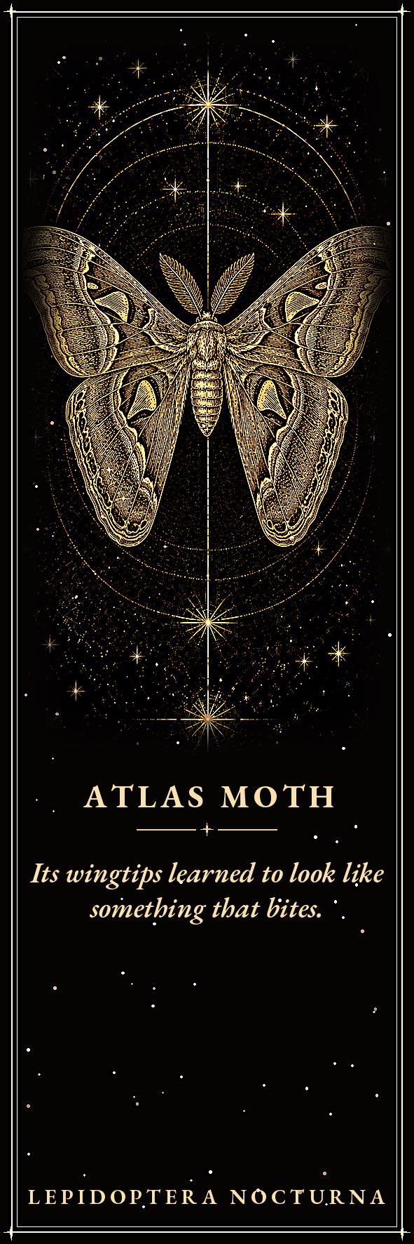 Lepidoptera Nocturna, Victorian Specimen Cabinet | Dark Academia Moth Bookmark | Gold Linework Printable | Five Species Illustrated