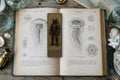 Creatures of the Deep Biomechanical Bookmark | Dark Academia Anatomical Art | Gothic Page Marker, Goth Aesthetic Reading Gift