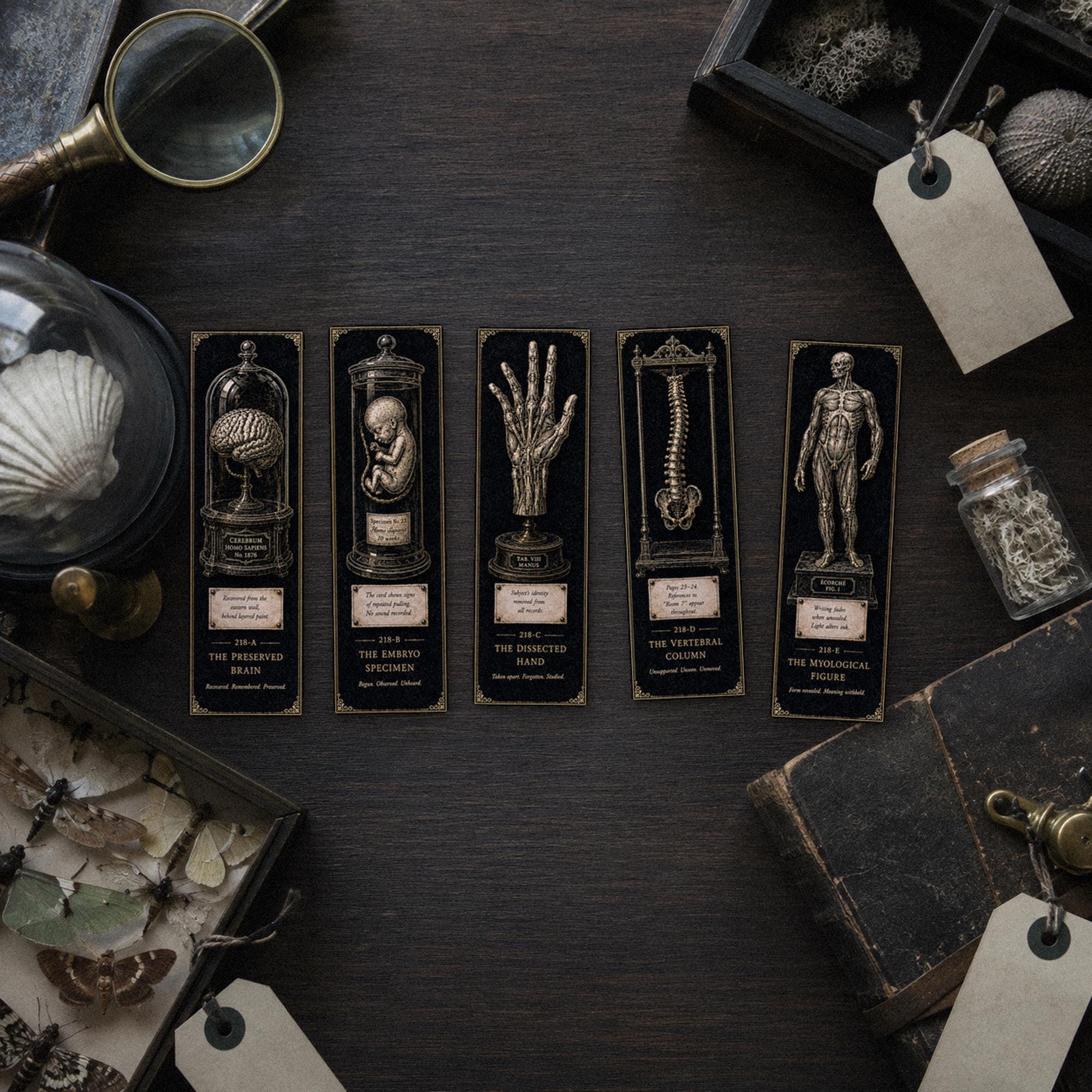 Anatomical Specimens Bookmark | Dark Academia Set of 5 | Standard or Magnetic | Gothic Cabinet of Curiosities