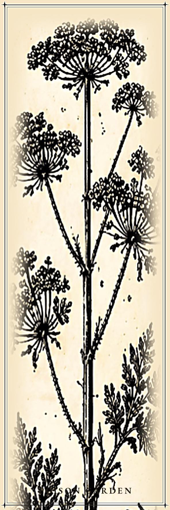 The Poison Garden Bookmarks Printable | Botanical Dark Academia Bookmarks | Gothic Plant Illustration | Digital Download Print & Cut