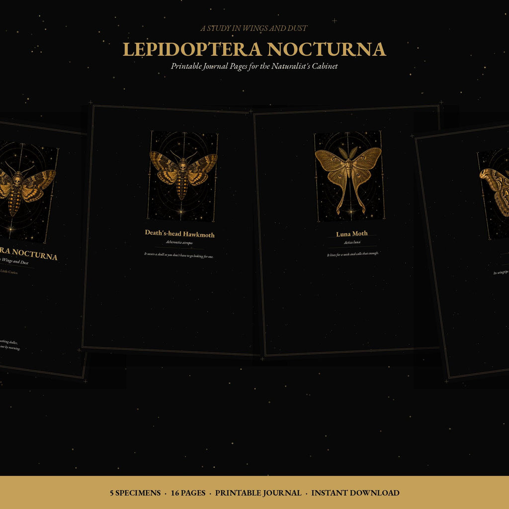 Lepidoptera Nocturna Printable Journal Pages | Dark Academia Dot Grid & Lined Paper | Moth Specimen Notebook Inserts